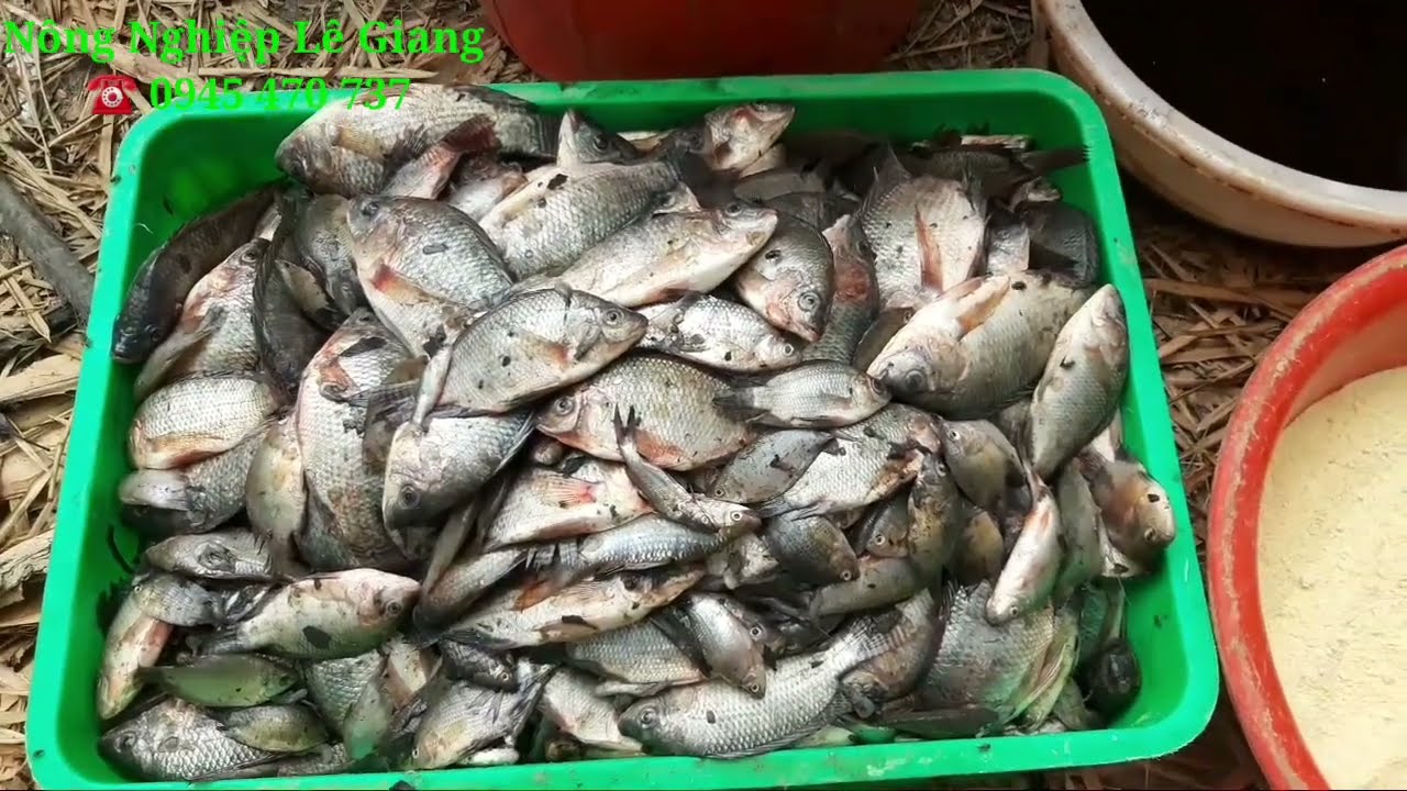Cách ủ cá làm thức ăn chăn nuôi hiệu quả tốt cho bác nông dân